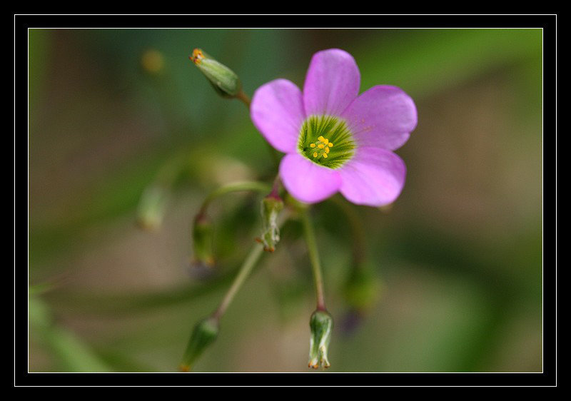 http://zupimages.net/up/1/181288531.jpg