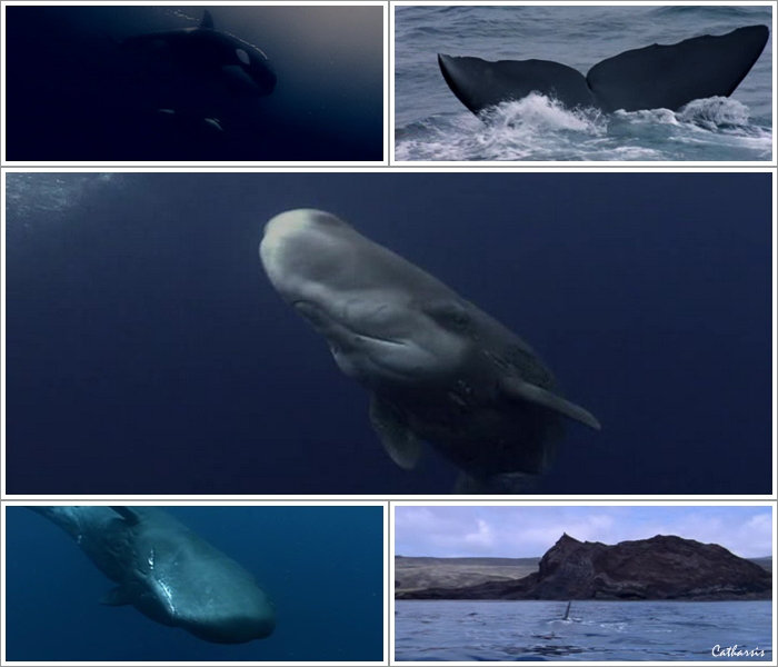 Le seigneur des oceans : Cachalots, seigneurs des abysses Le seigneur des oceans : Cachalots, seigneurs des abysses