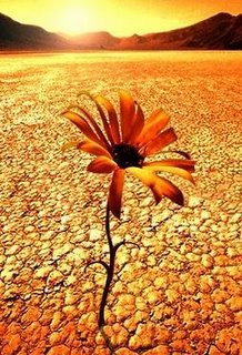 Fleur du desert