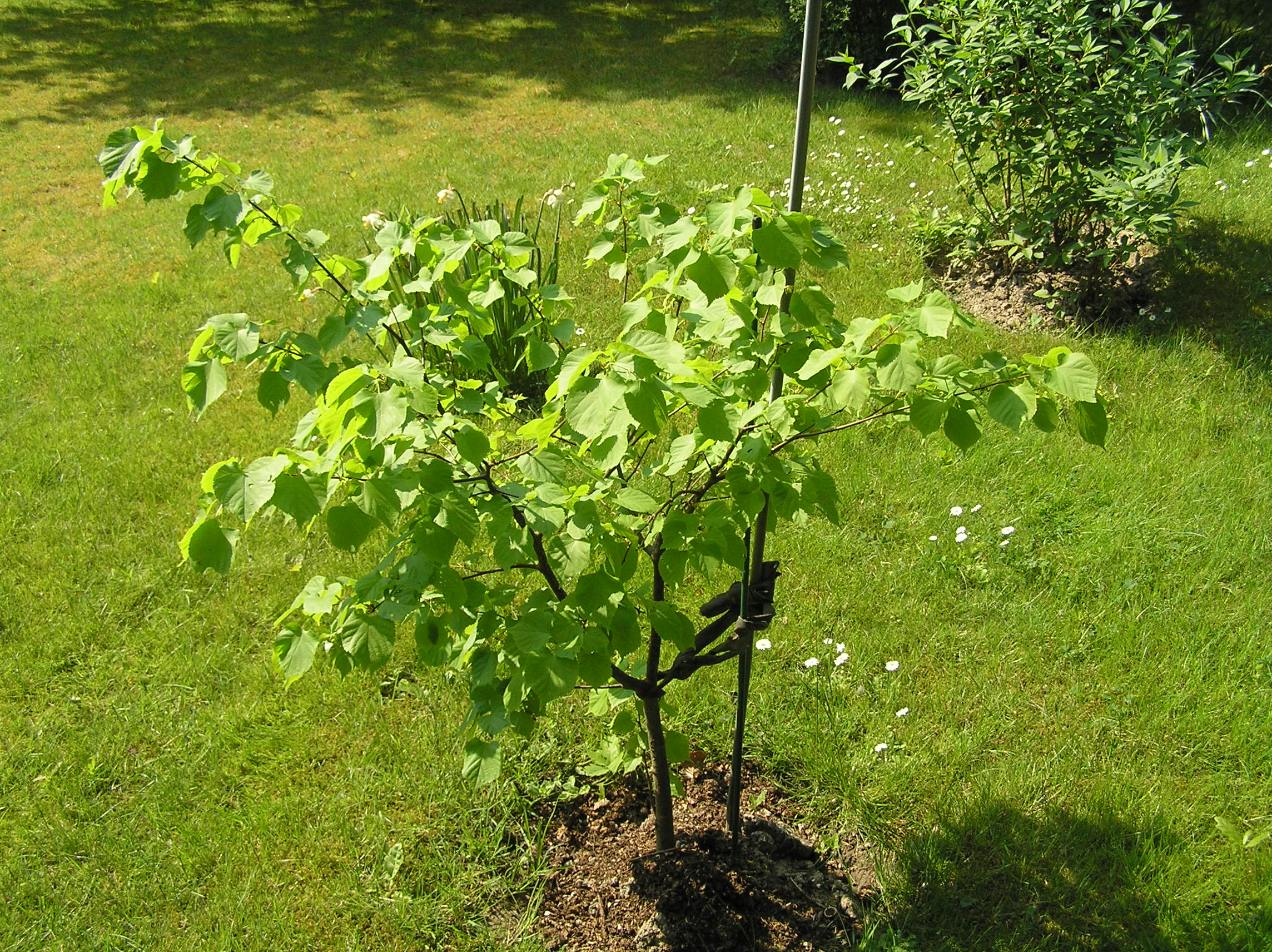 Arbre qui pousse vite et fait de l'ombre - Jardinage - FORUM Vie Pratique
