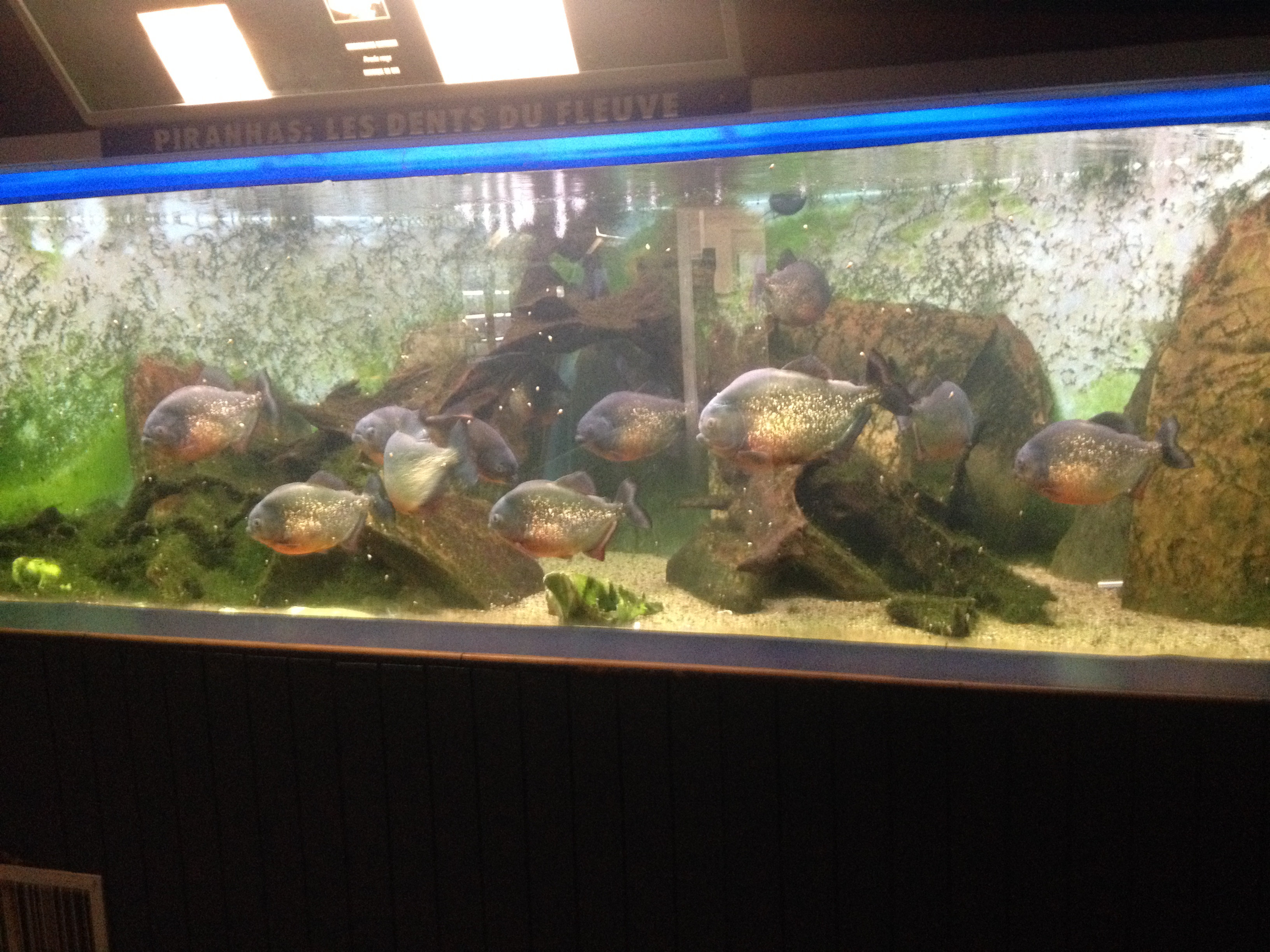 aquarium de Piranhas