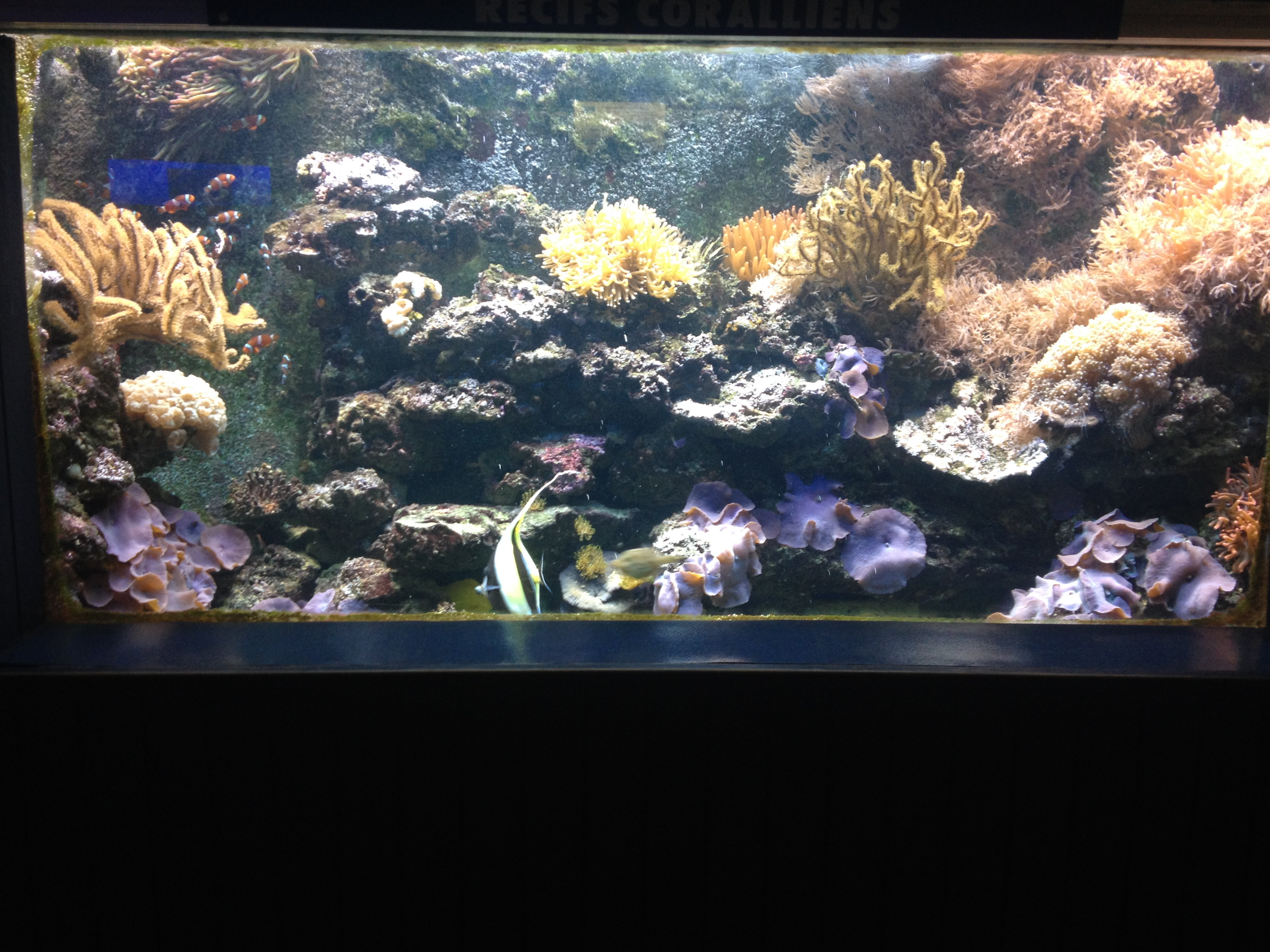 aquarium de mer tropical