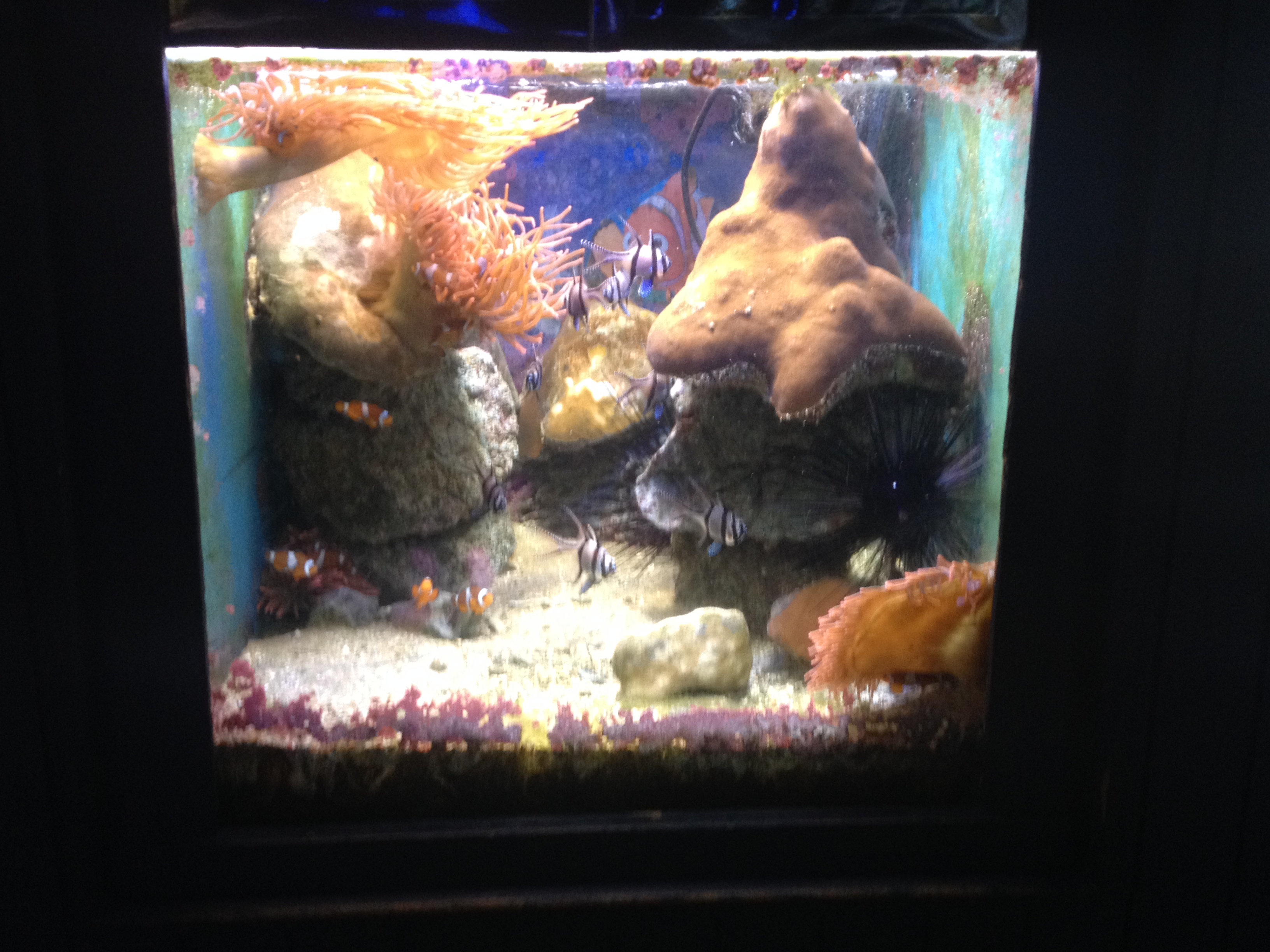 aquarium avec poisson Némo