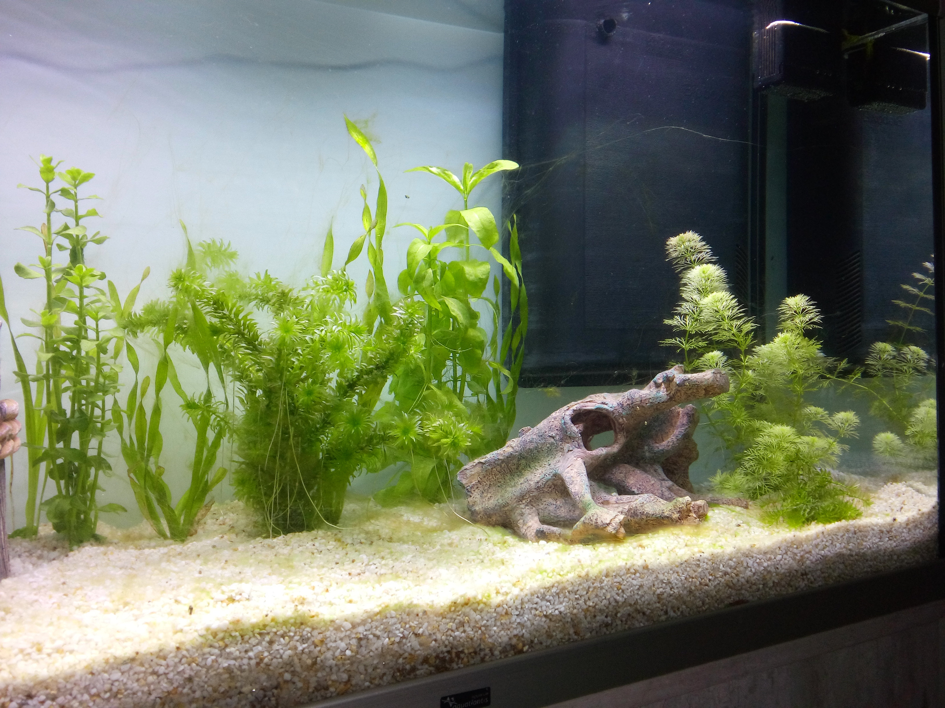 aquarium avec des algues envahissantes