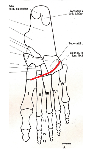 Membres Pelviens UE5 Anatomie Tutorat Associatif Toulousain