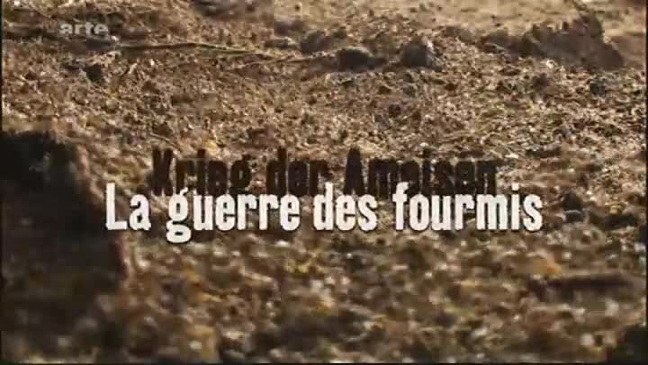 La Guerre Est Declaree French Dvdrip Xvid Ac3-Love&Hate