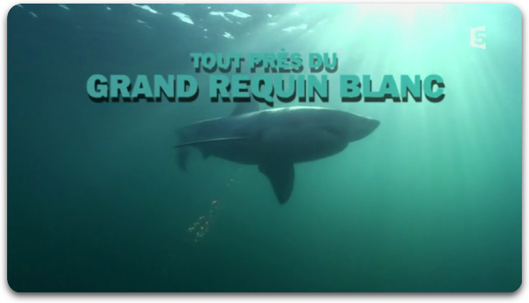 [Multi] Tout Près Du Grand Requin Blanc [FRENCH | HDTV]