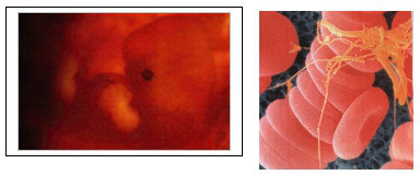 Système cardio-vasculaire chez l'embryon