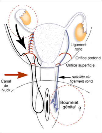 Ligament Rond Page Ue Sp Petit Bassin Tutorat Associatif