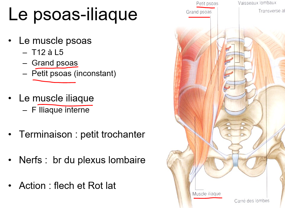 Muscle petit psoas UE8 Spé Petit Bassin Tutorat Associatif Toulousain