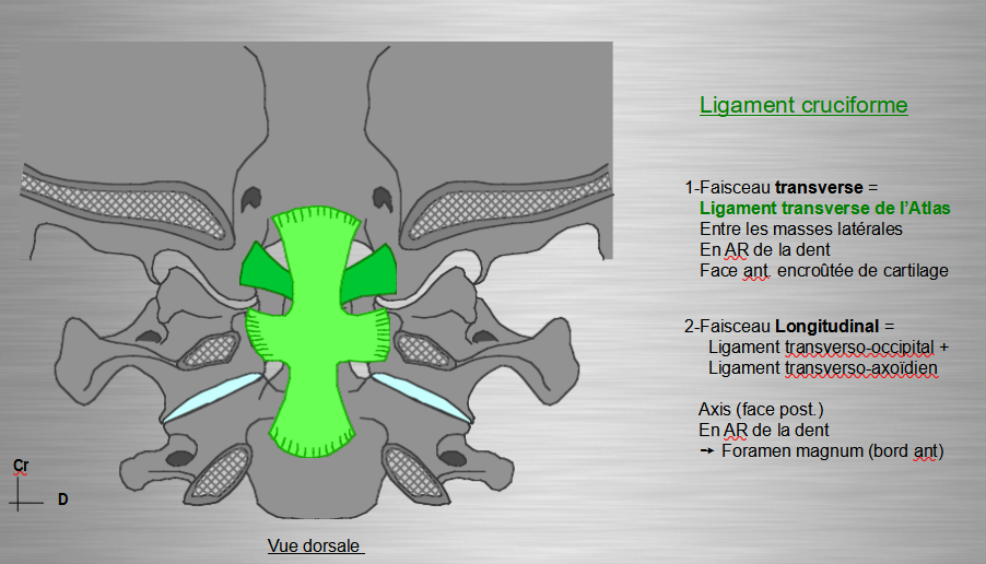 Ligament Intertransversaire Ue Anatomie Tutorat Associatif Toulousain