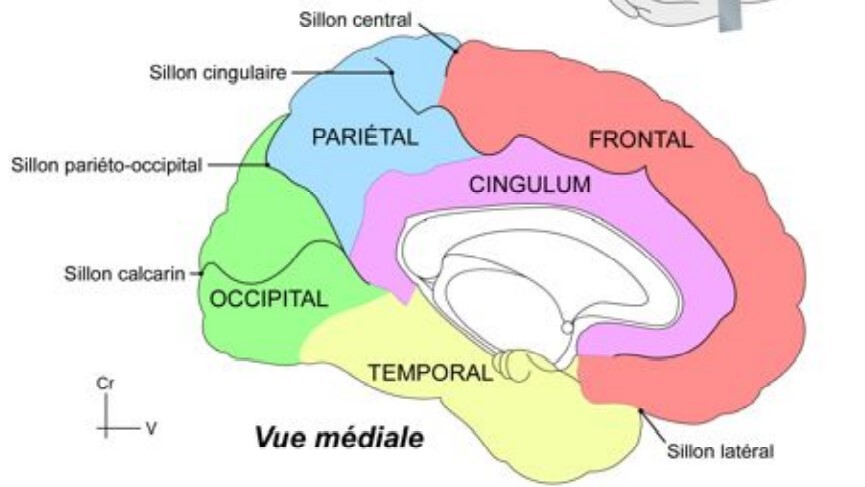 Sillon latéral UE5 Anatomie Tutorat Associatif Toulousain