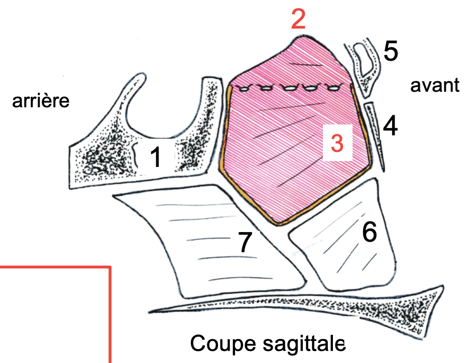 La Lame Perpendiculaire N Unit Pas L Ethmoide Et Le Maxillaire Ue