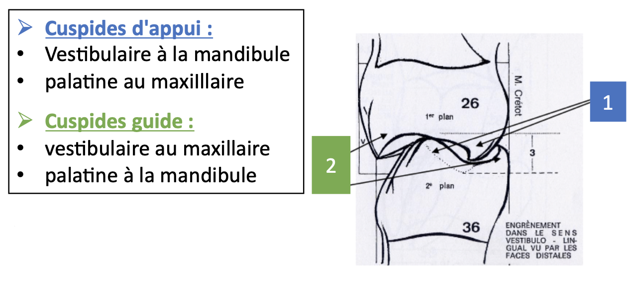 Dents UE10 Odontologie Tutorat Associatif Toulousain