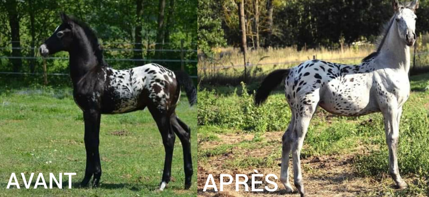 Taini Z - Malapolski né spotted blanket qui devient near-leopard - appartenant à Monika Albert