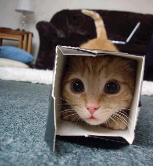 Chat dans boîte