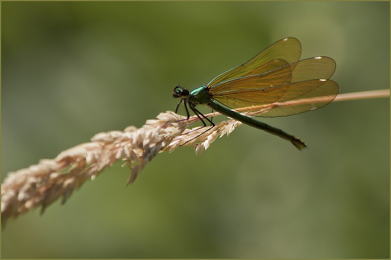 POTD Non Lumix du 28 octobre 2014 Xbii