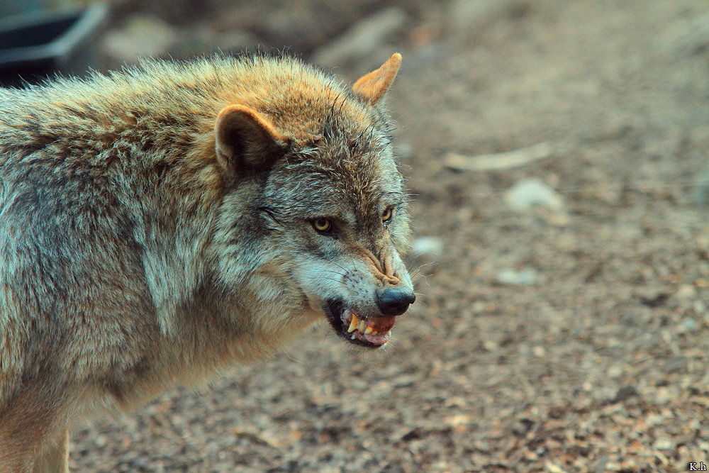 Loup en attaque ou mimique agressif 0uz9