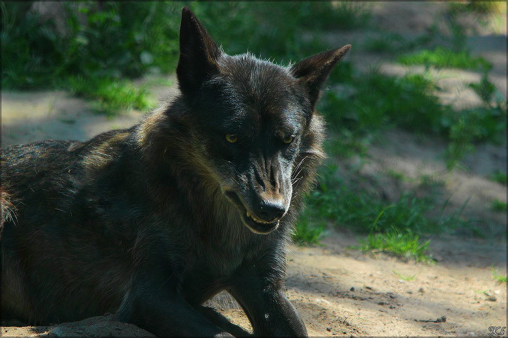 Loup en attaque ou mimique agressif 1277