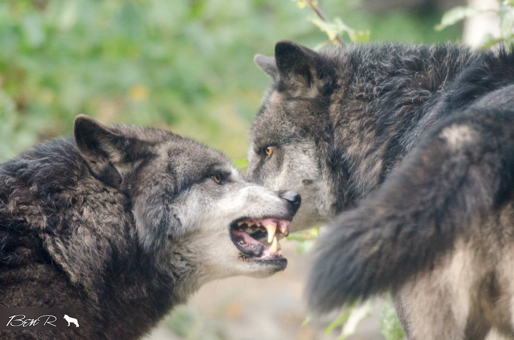 Loup en attaque ou mimique agressif 150d