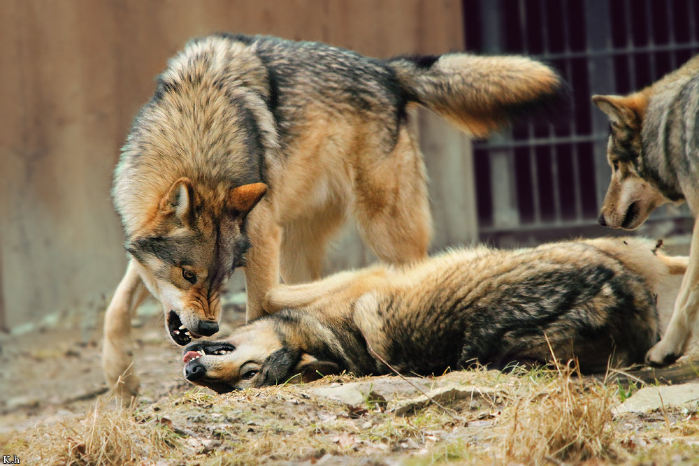 Loup en attaque ou mimique agressif 3xmy