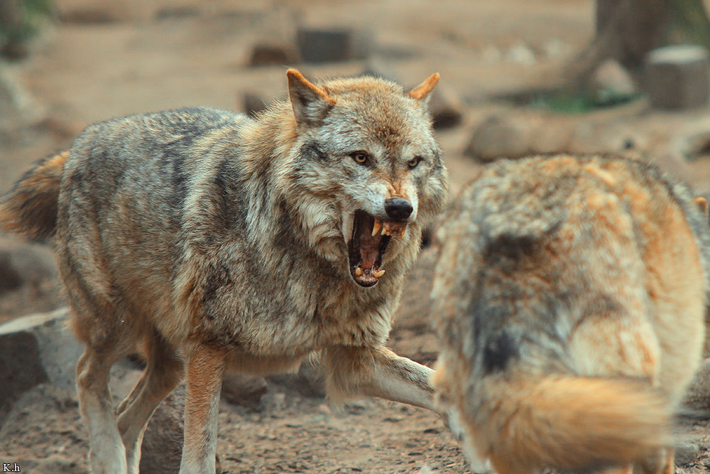 Loup en attaque ou mimique agressif Eeje