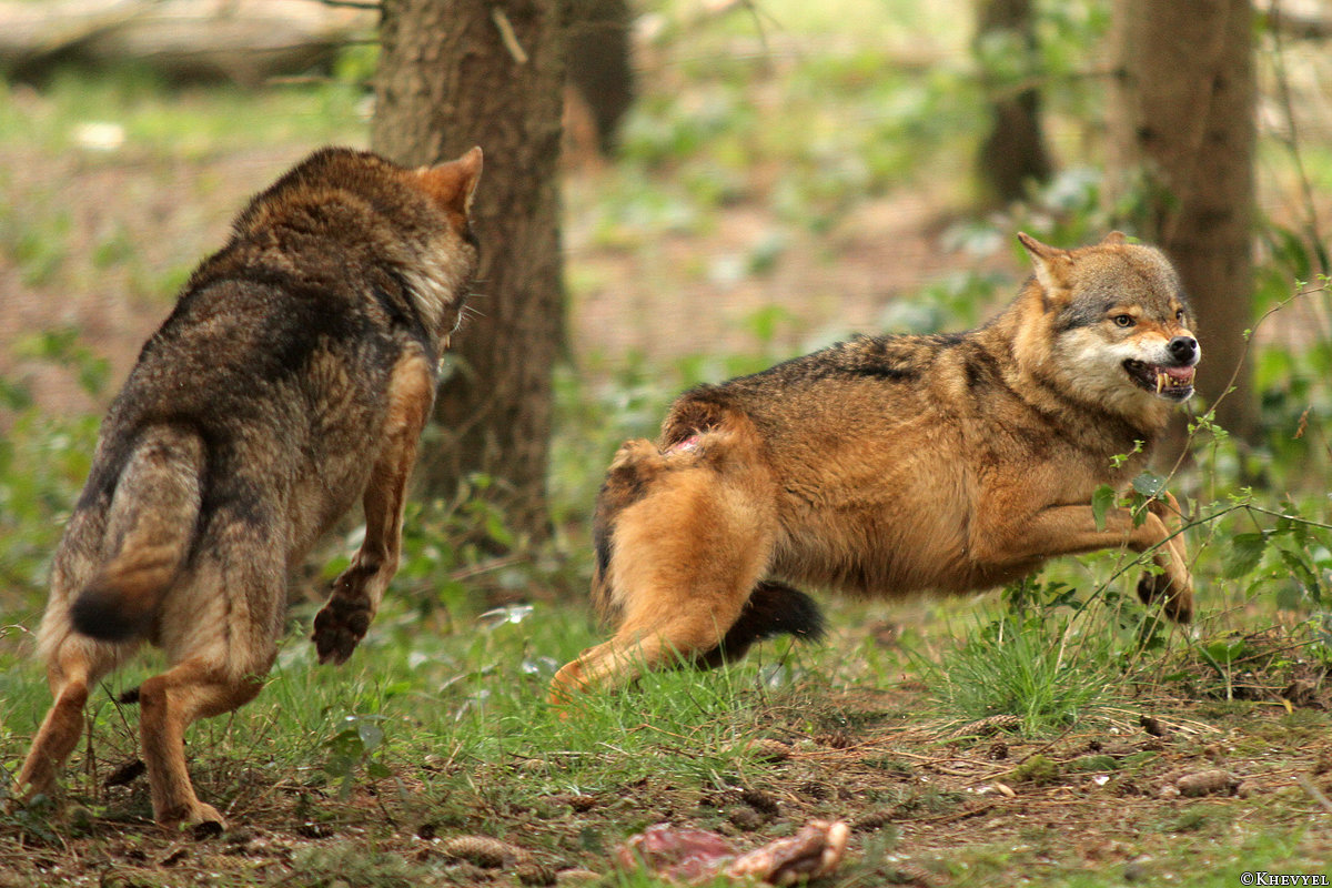 Loup en attaque ou mimique agressif Ish3