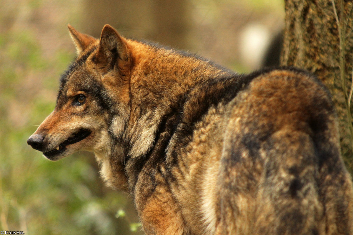 Loup en attaque ou mimique agressif Kfbj