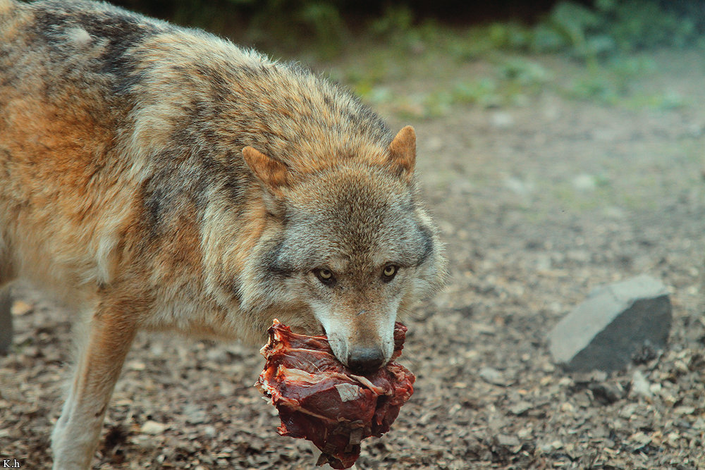 Loup en attaque ou mimique agressif Lqi3