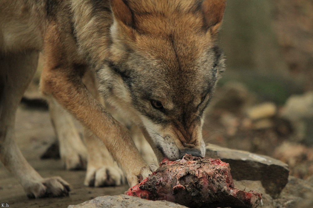 Loup en attaque ou mimique agressif X4ee