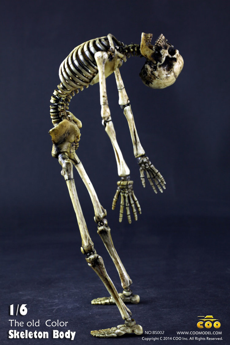 COO MODEL - 1:6 HUMAN SKELETON BODY 565k