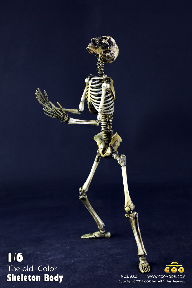 COO MODEL - 1:6 HUMAN SKELETON BODY 8xbp