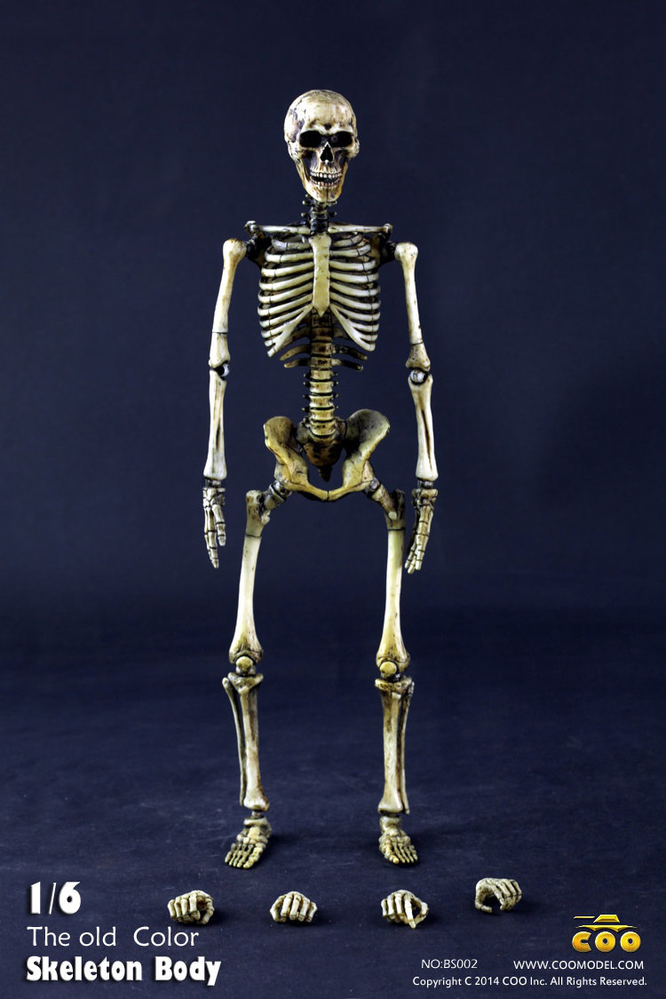 COO MODEL - 1:6 HUMAN SKELETON BODY E9pm