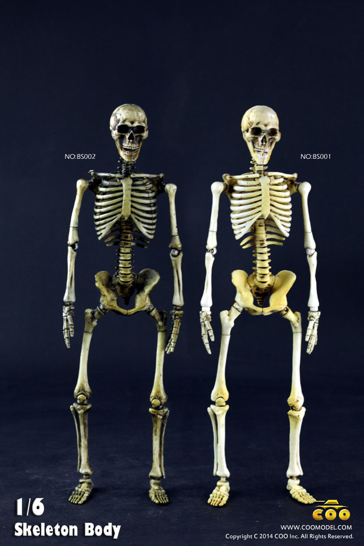 COO MODEL - 1:6 HUMAN SKELETON BODY H4ze