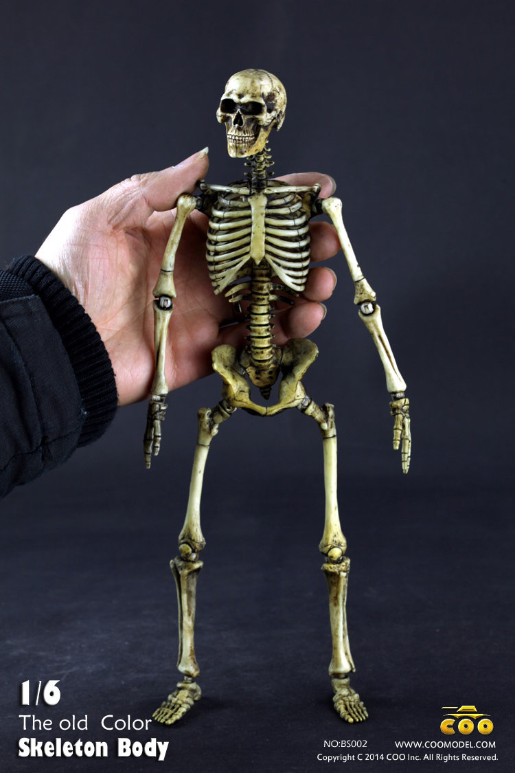 COO MODEL - 1:6 HUMAN SKELETON BODY Izej