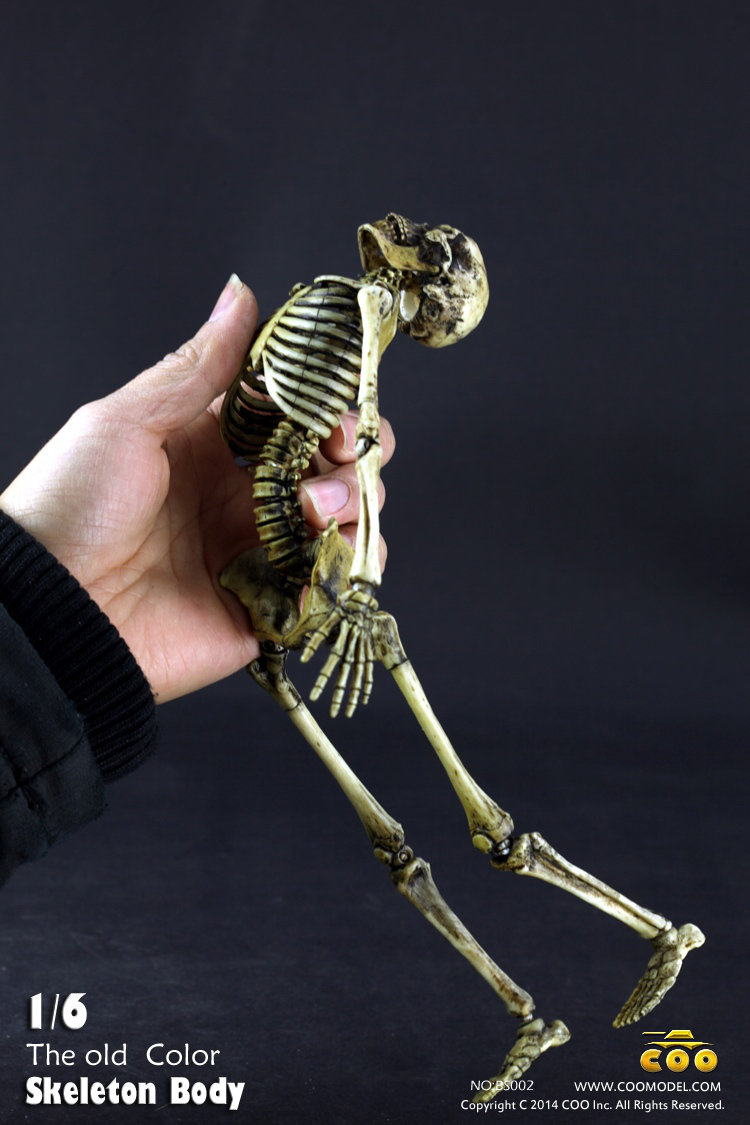 COO MODEL - 1:6 HUMAN SKELETON BODY R7py