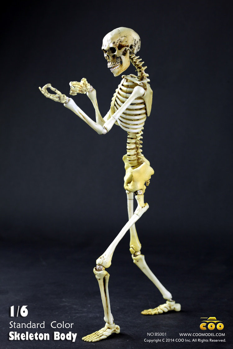 COO MODEL - 1:6 HUMAN SKELETON BODY Z5qo