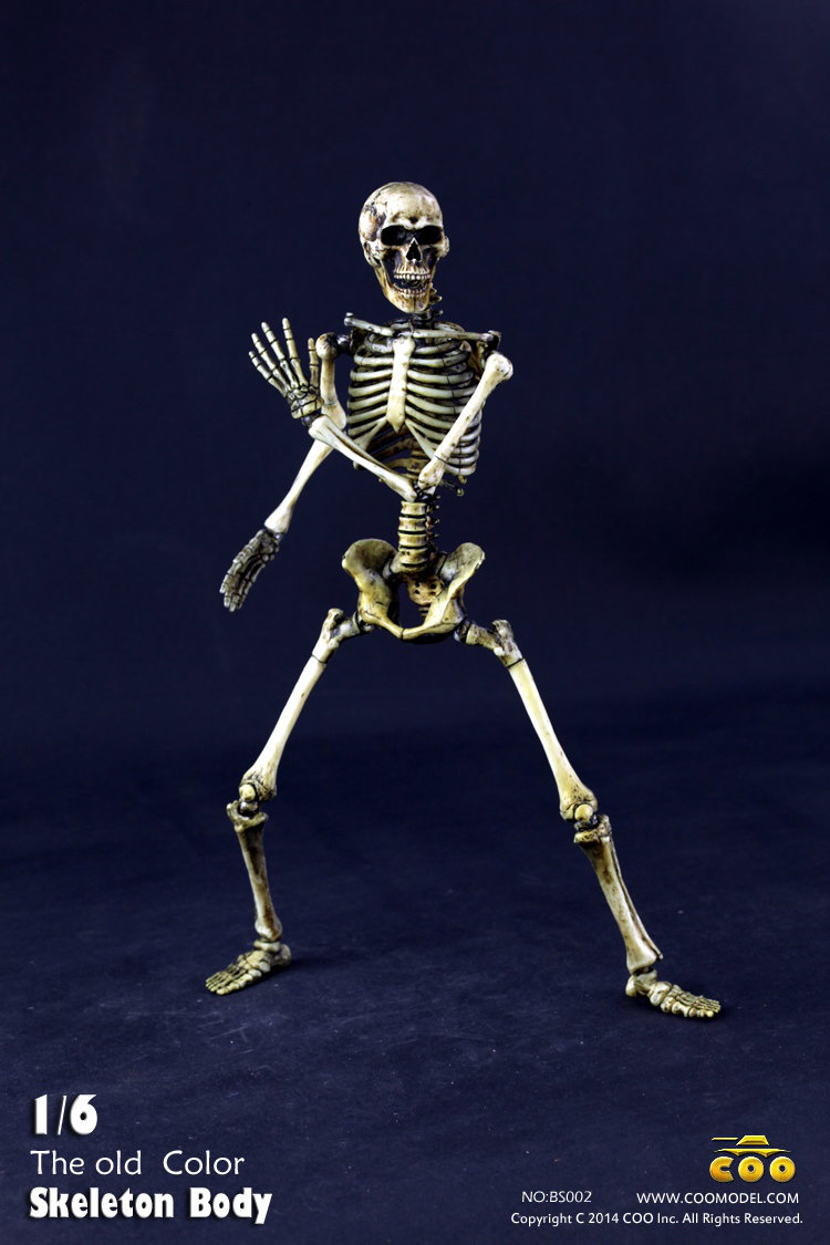 COO MODEL - 1:6 HUMAN SKELETON BODY Zpnx