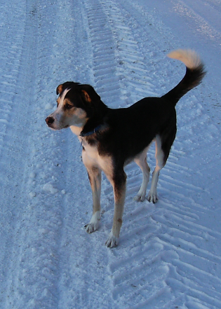 photos de vos chiens au naturel - Page 6 Bn2y