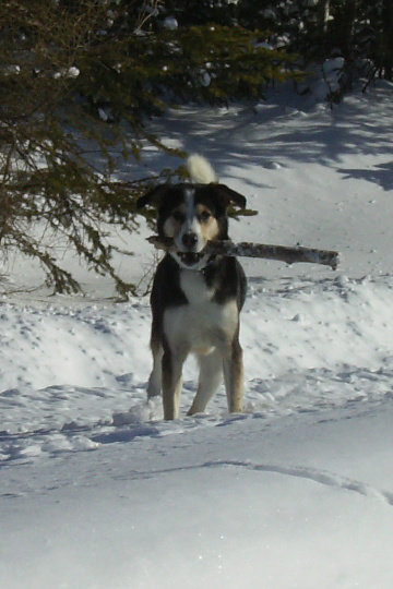 photos de vos chiens au naturel - Page 6 Vdvx