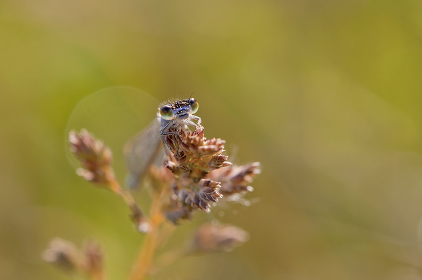 Portrait d'agrion Zpux