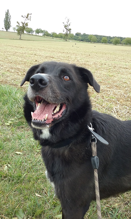 Jeep, Croisé berger castré né en 06/2014 - Refuge SLPA Amance 17y7