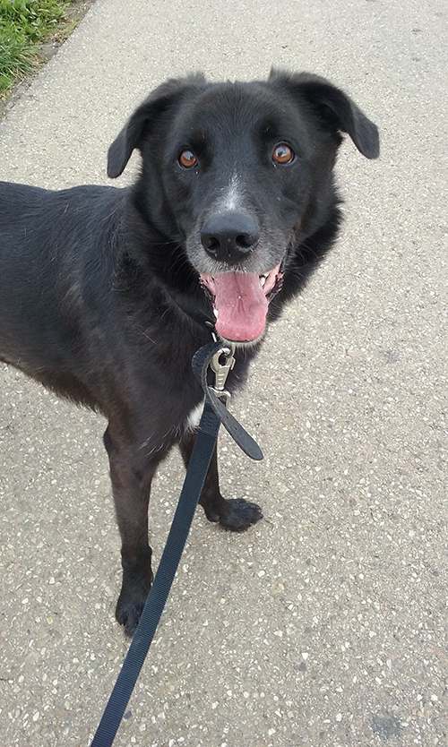 Jeep, Croisé berger castré né en 06/2014 - Refuge SLPA Amance 90bt