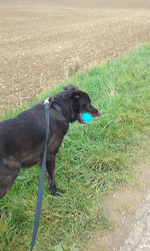 Jeep, Croisé berger castré né en 06/2014 - Refuge SLPA Amance Kiy9