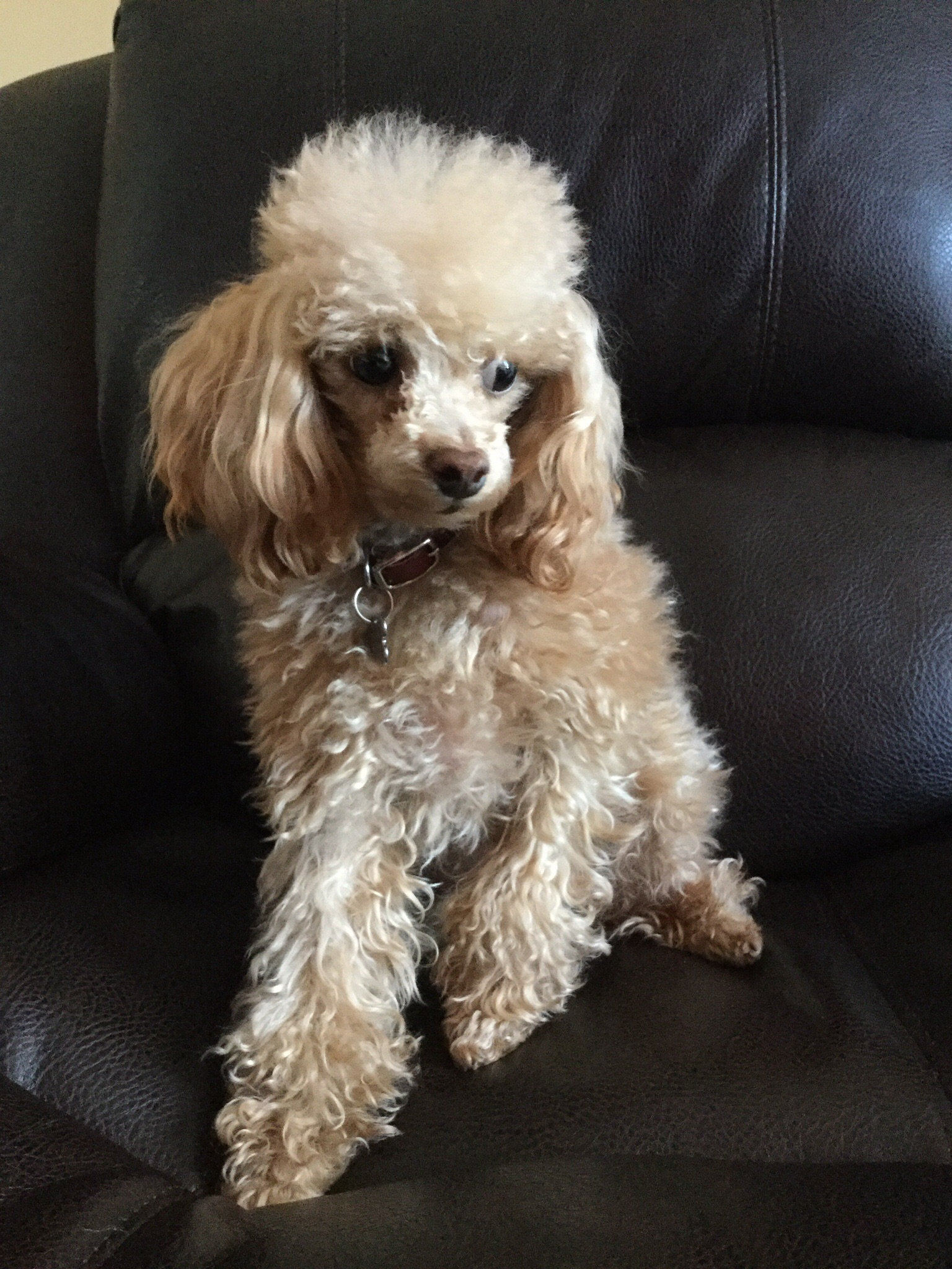 Poodle Forum - Standard Poodle, Toy Poodle, Miniature Poodle Forum ALL ...