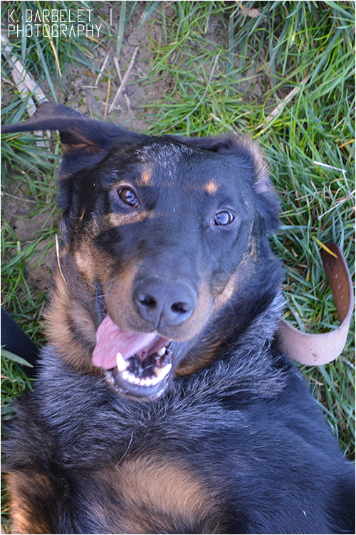 Max, X beauceron / berger allemand né en 2012 - SLPA Amance B42d