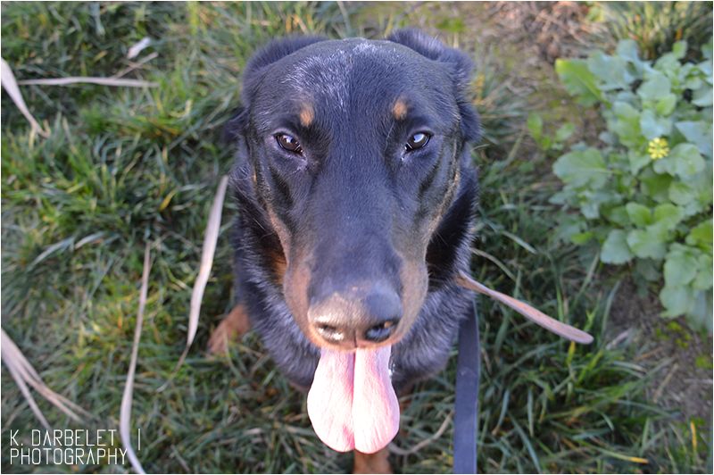 Max, X beauceron / berger allemand né en 2012 - SLPA Amance Qlay