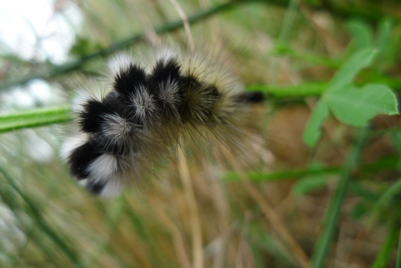 Chenille Dicallomera fascelina ? K1nb