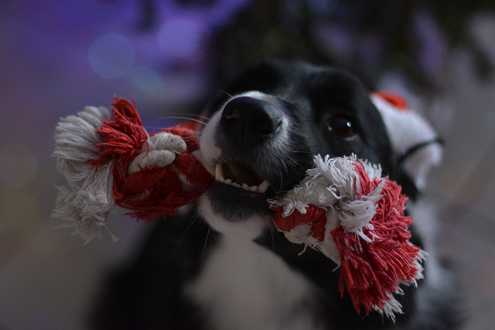 Concours photo - décembre 2016 T0co