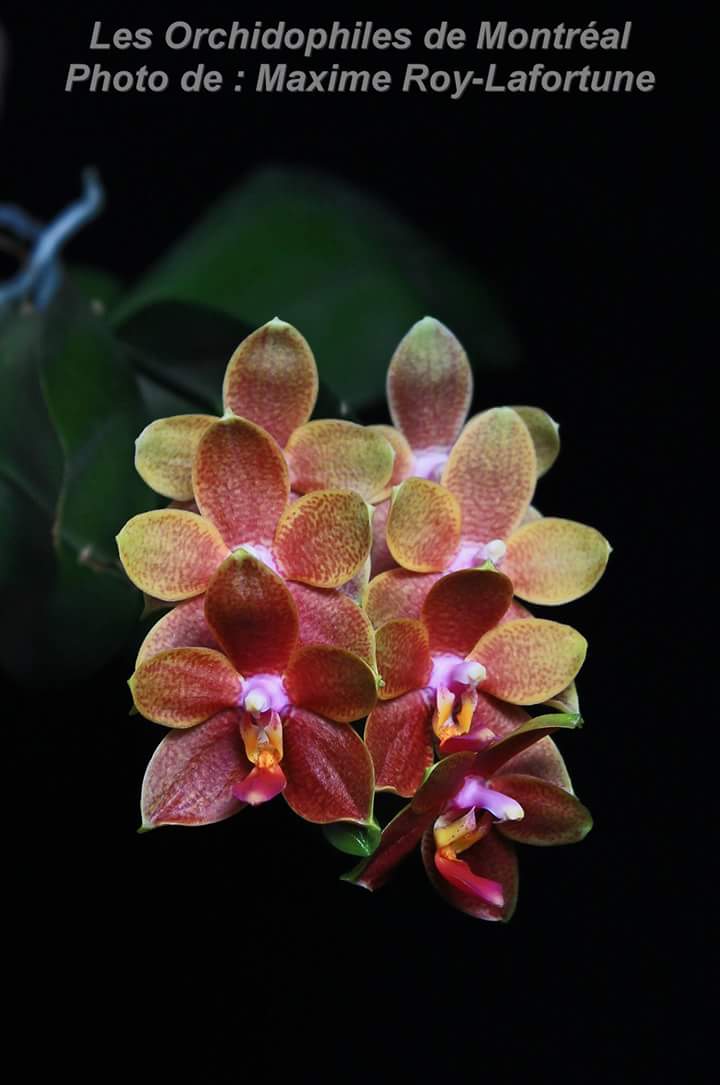 Phalaenopsis Pingtung Gold Dqbw